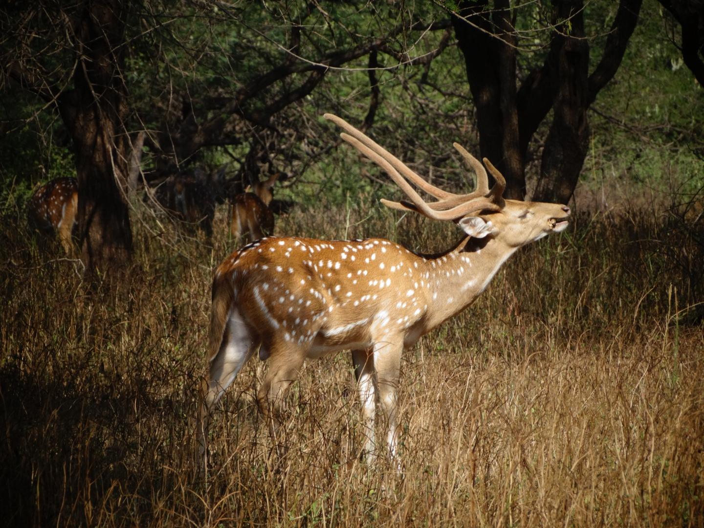 Chital dear