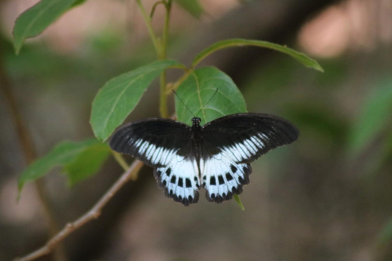 blue mormon