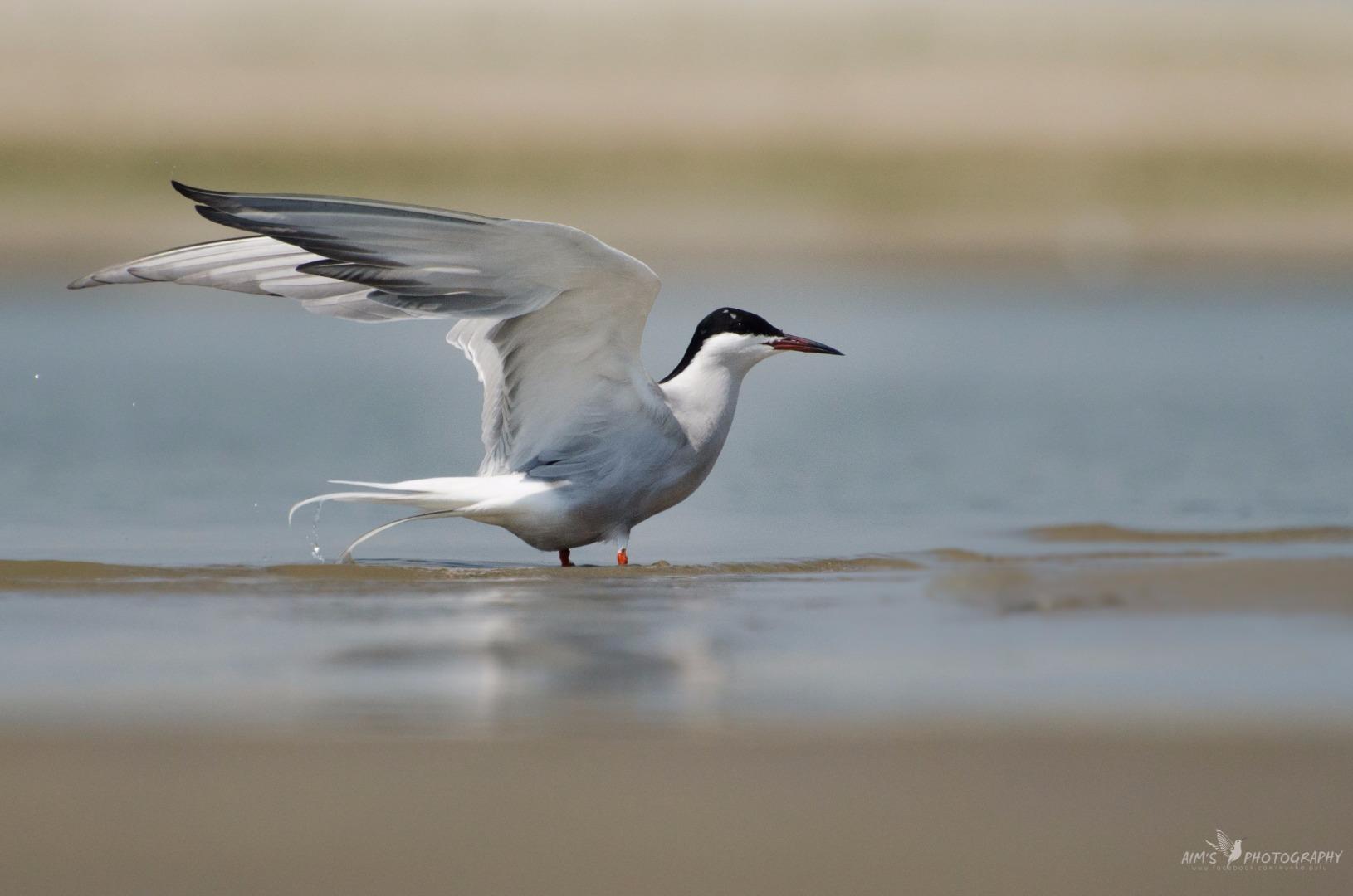 Whiskered Tern