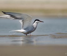 Whiskered Tern