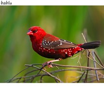 Red Munia 