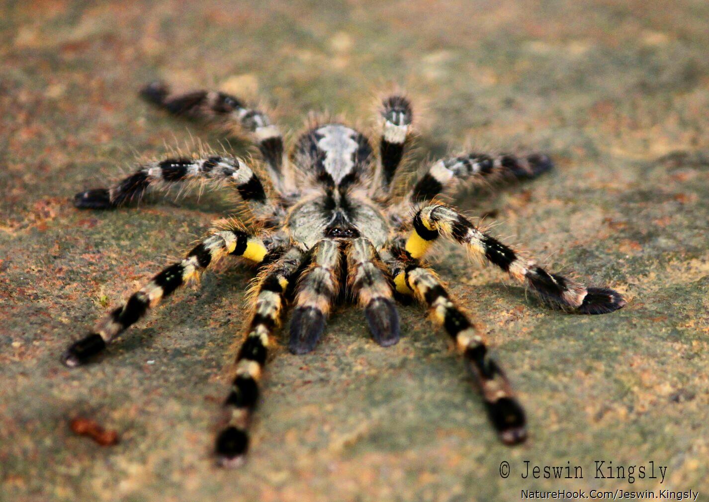 Indian ornamental tarantula 