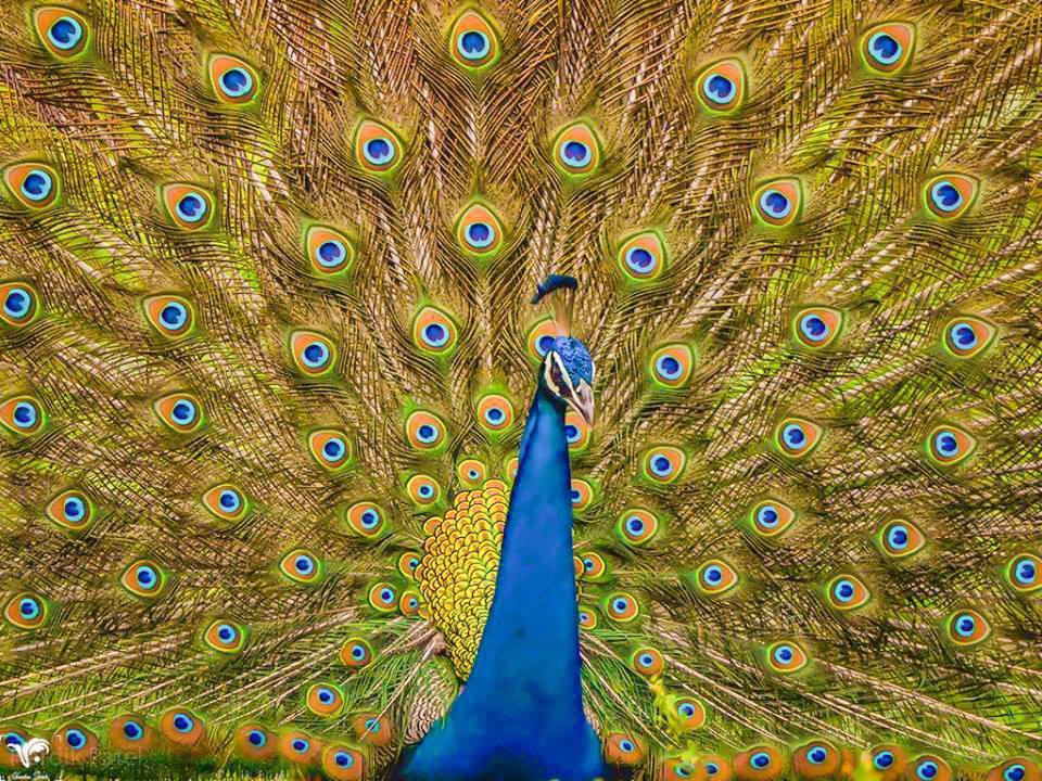 INDIAN PEAFOWL ,PEACOCK 