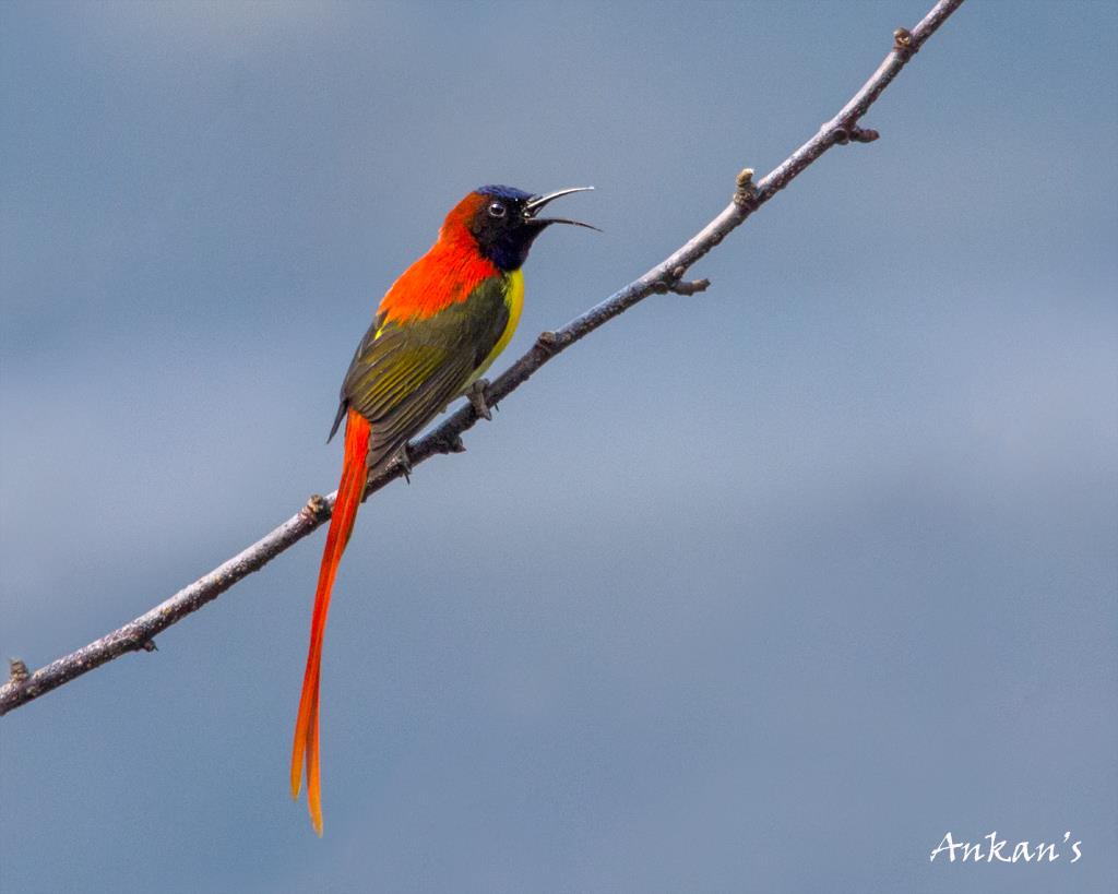 Fire-tailed sunbird