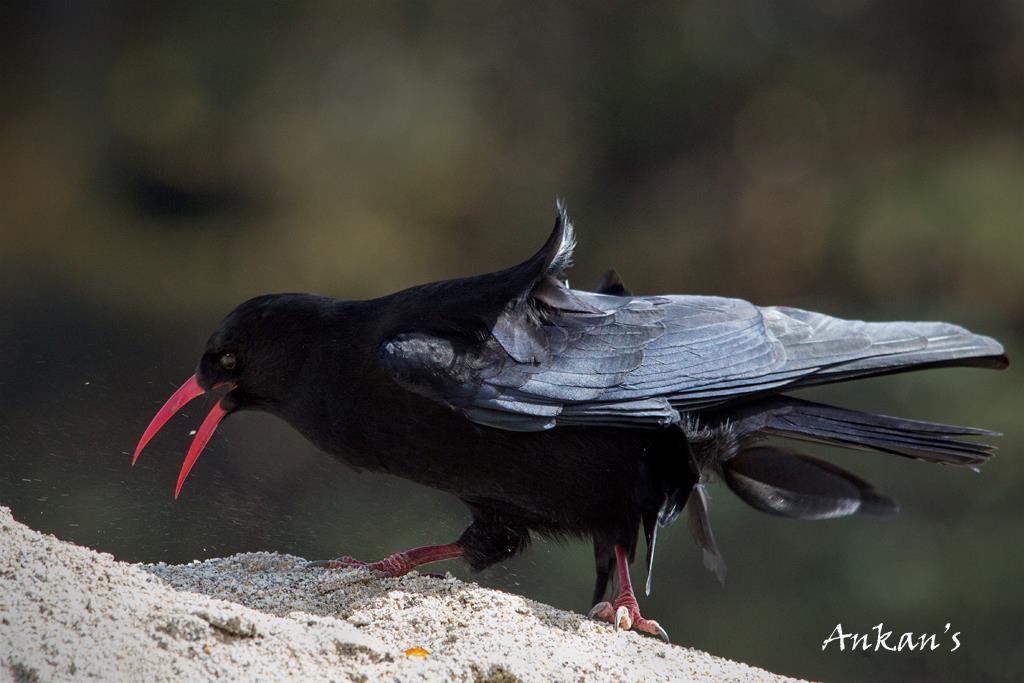 Red-billed chough