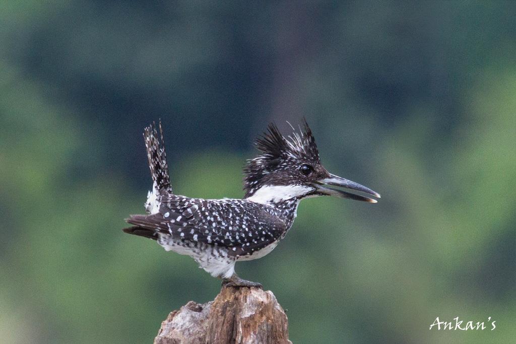 Crested kingfisher