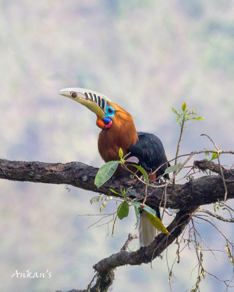 Rufous-necked hornbill