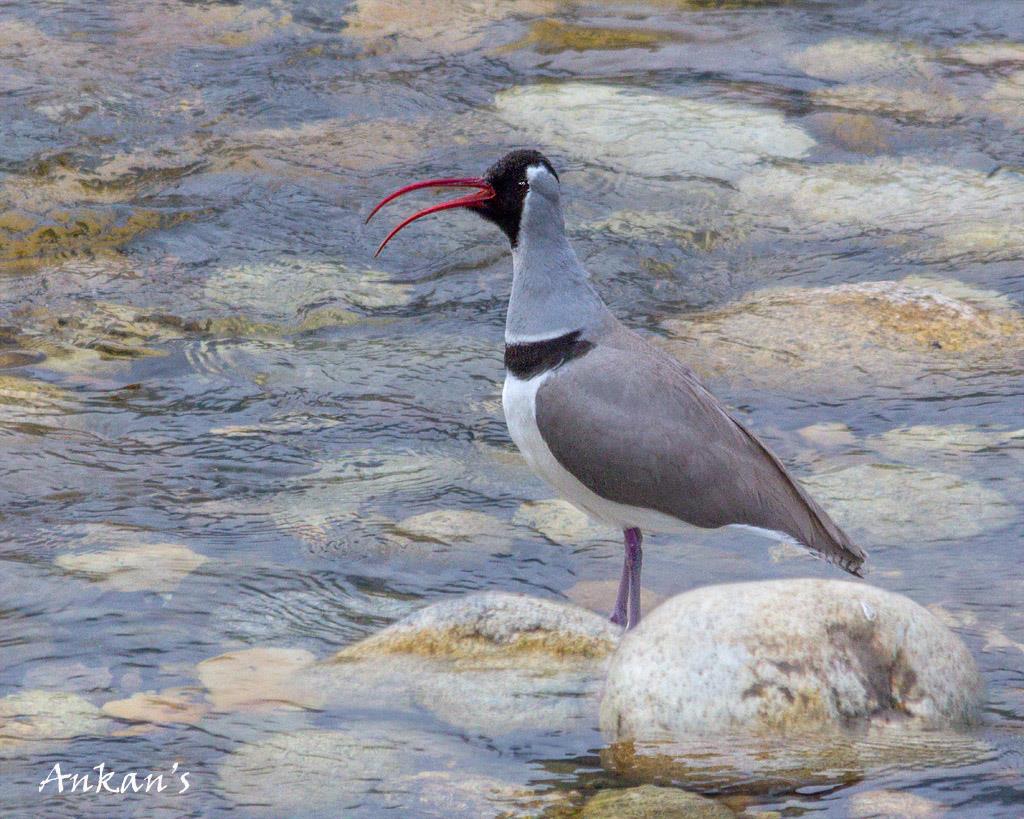 Ibisbill