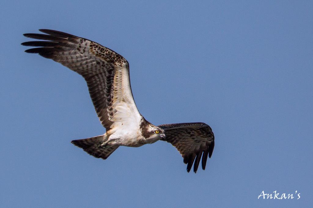 Osprey