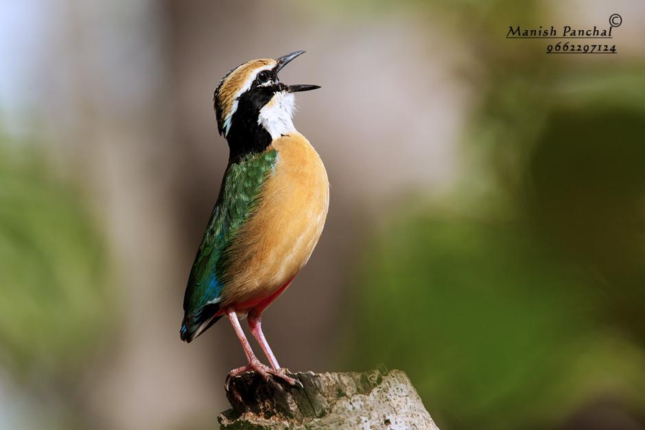 indian Pitta