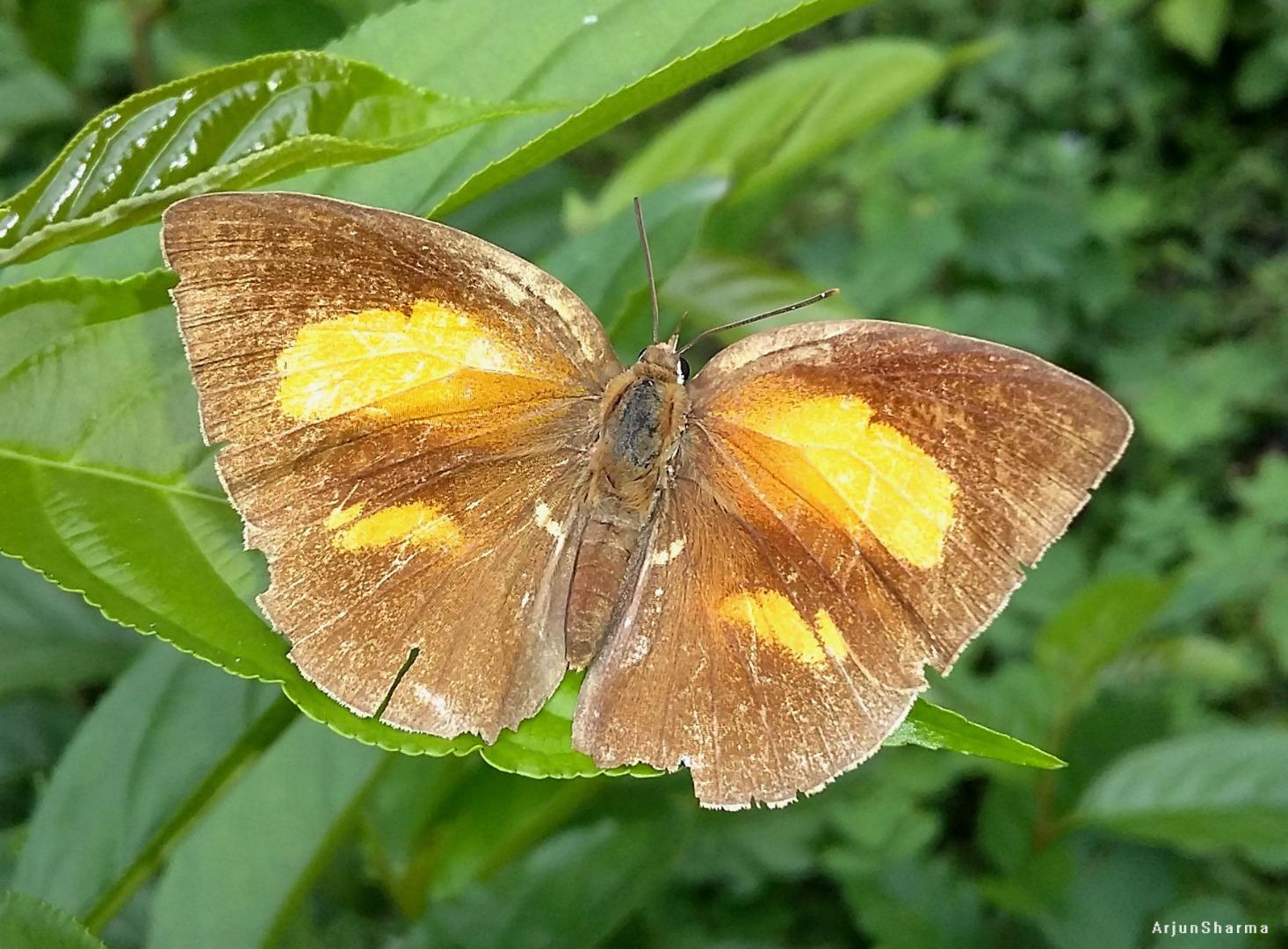 Burmese sunbeam (Curetis saron