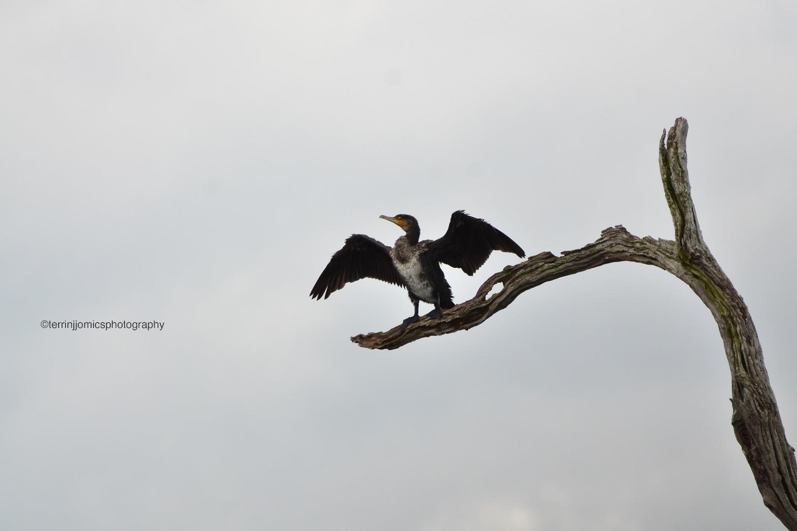 cormorant