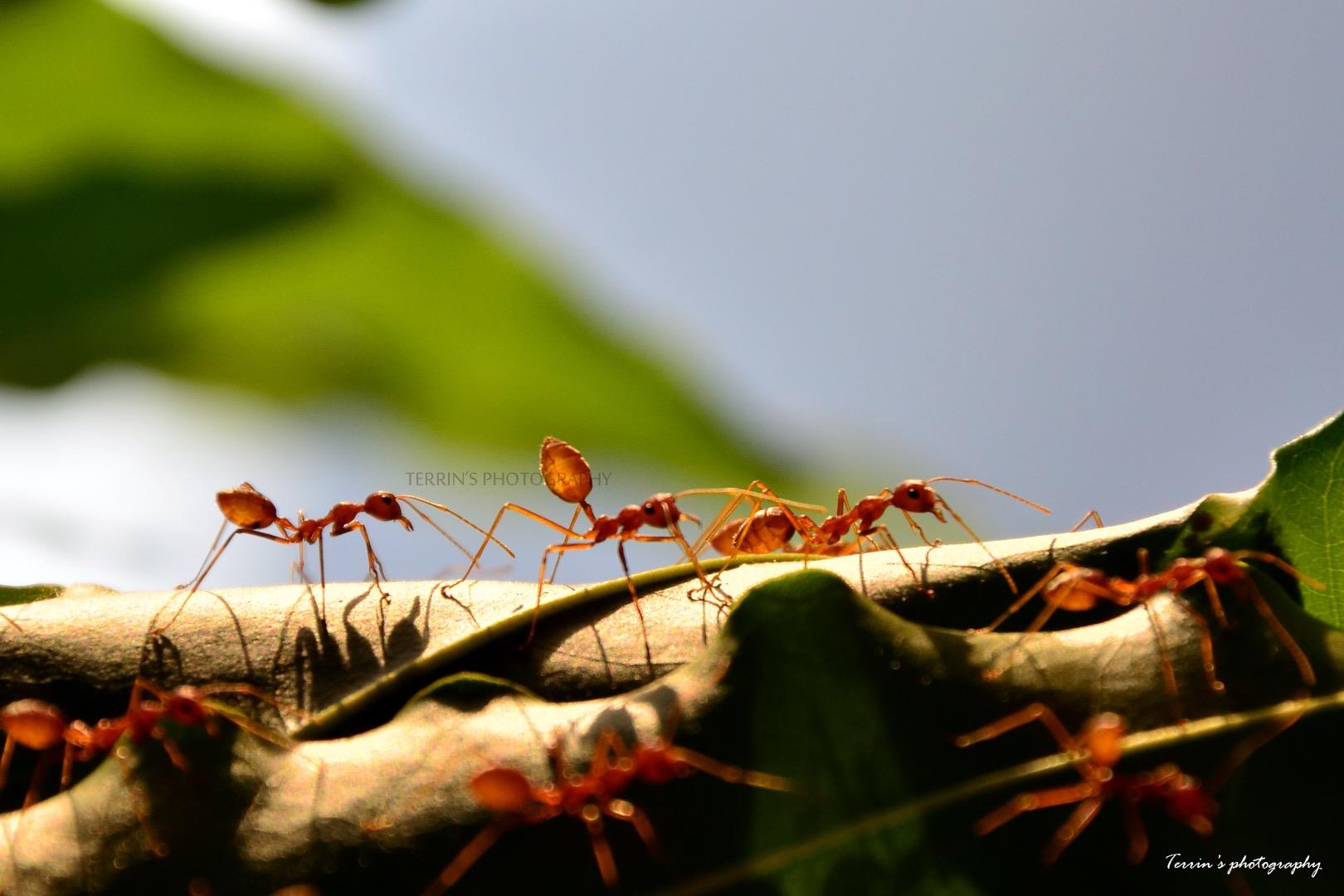 red ants