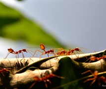 red ants