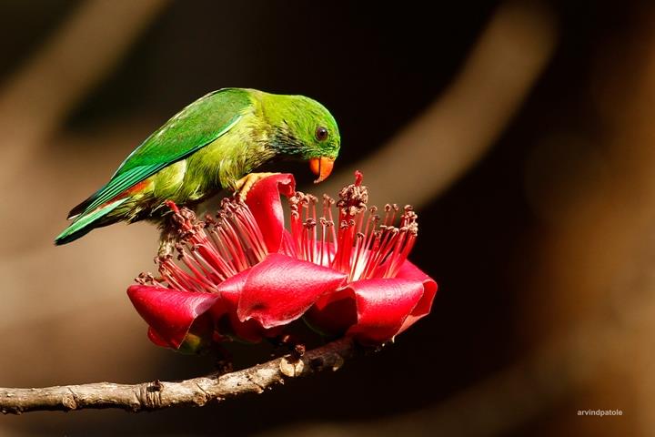 Vernal Hanging Parrot