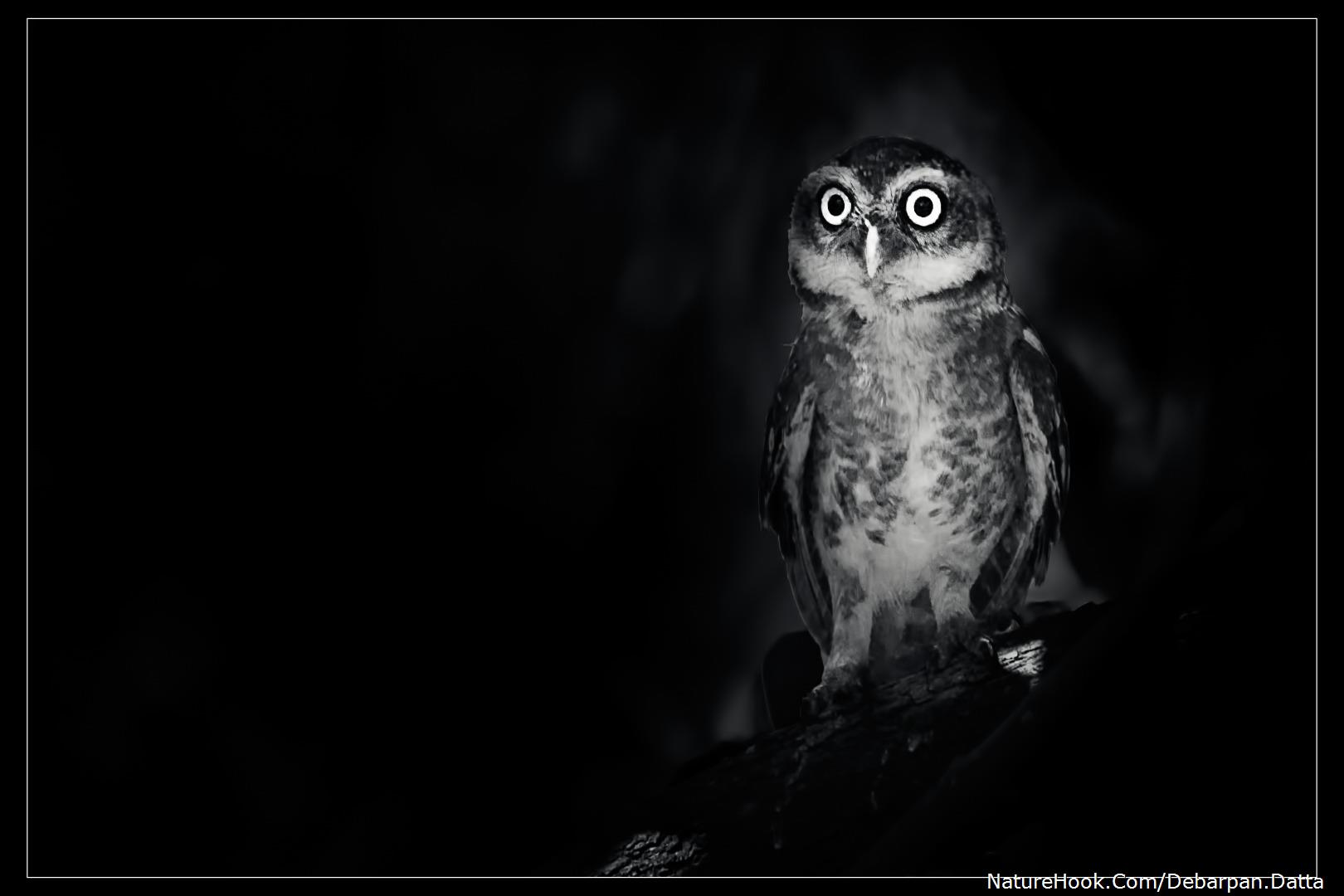 Spotted Owlet