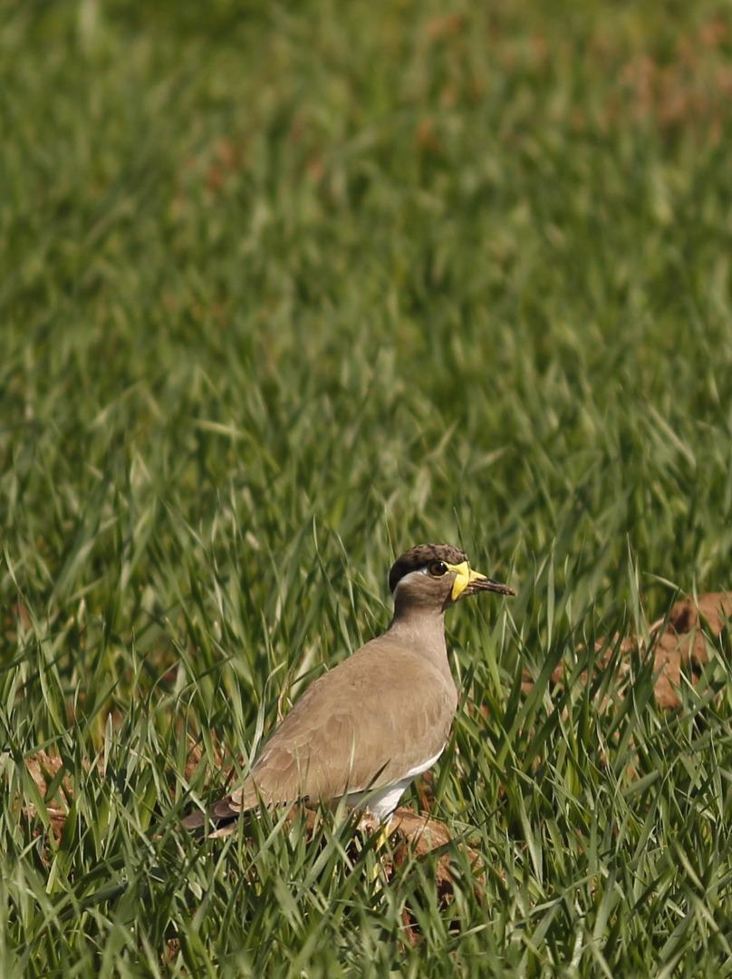 yellow wattled Lapwing  