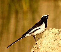 Wagtail