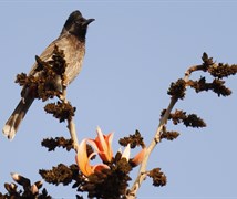 Red vented bulbul