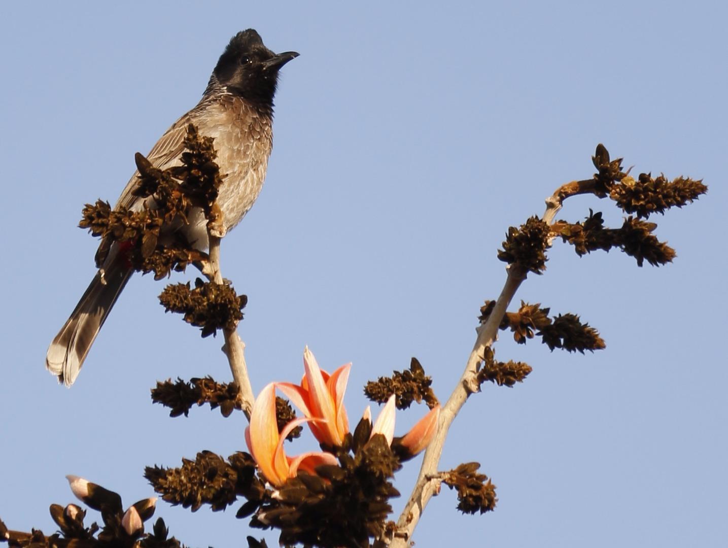 Red vented bulbul