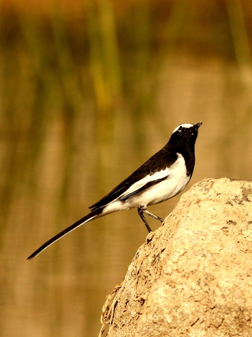 Wagtail