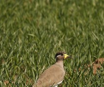 yellow wattled Lapwing  