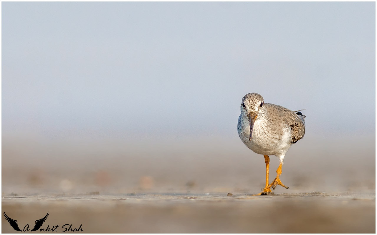 Terek sandpiper