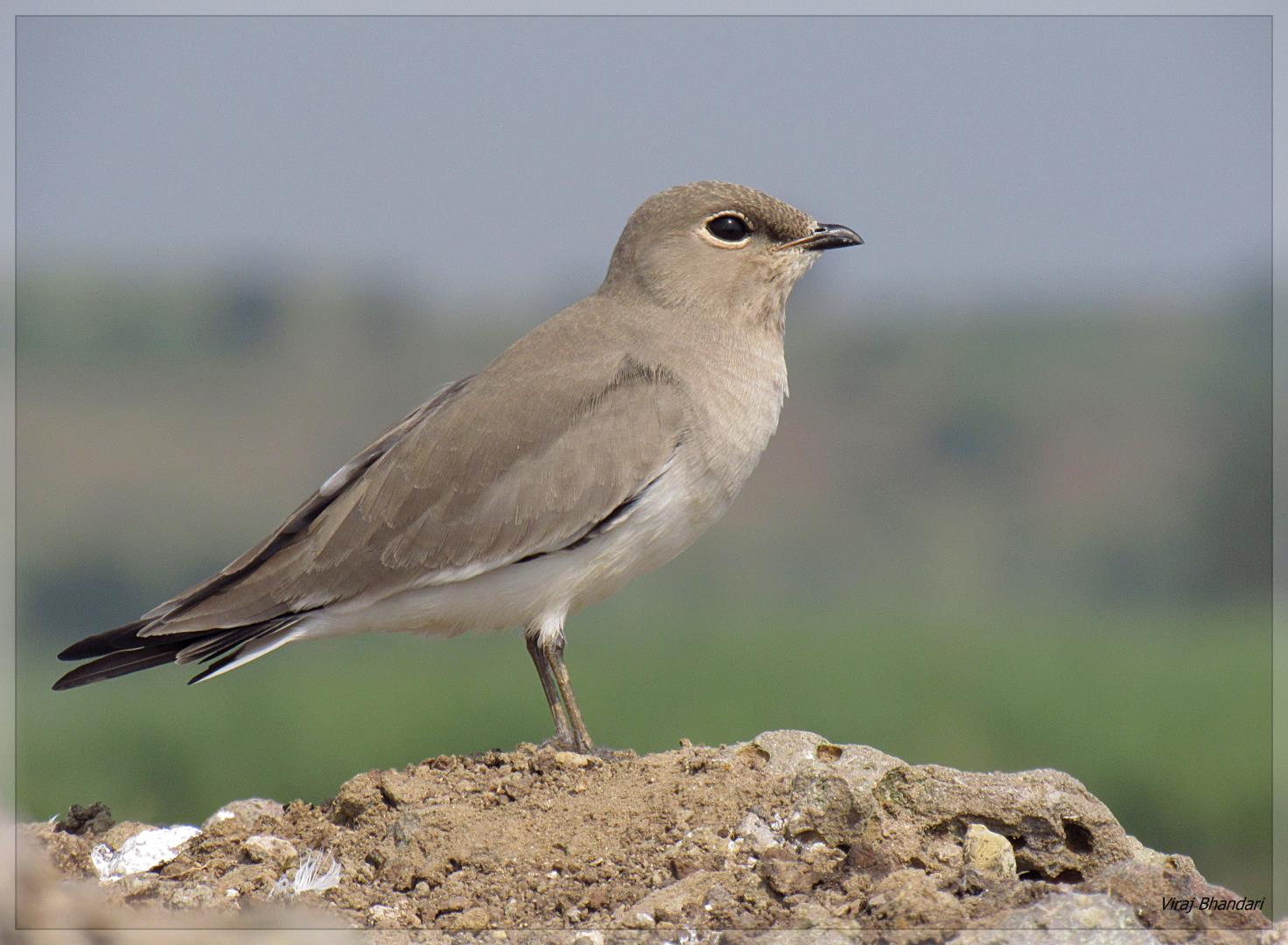 Small Pratincole