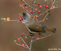 stripe throated yuhina