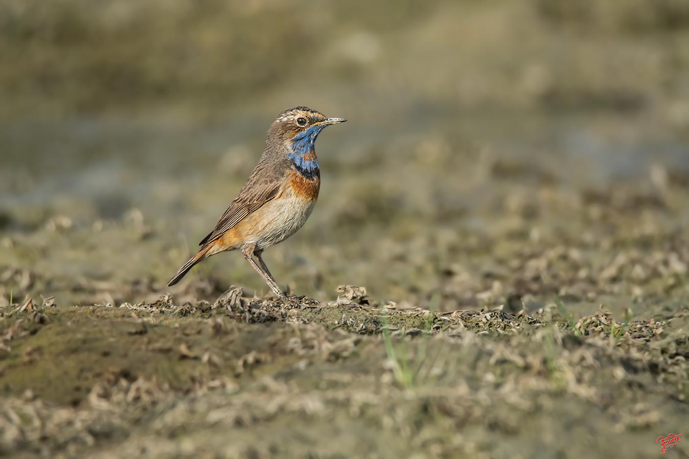 Bluethroat (Luscinia svecica)