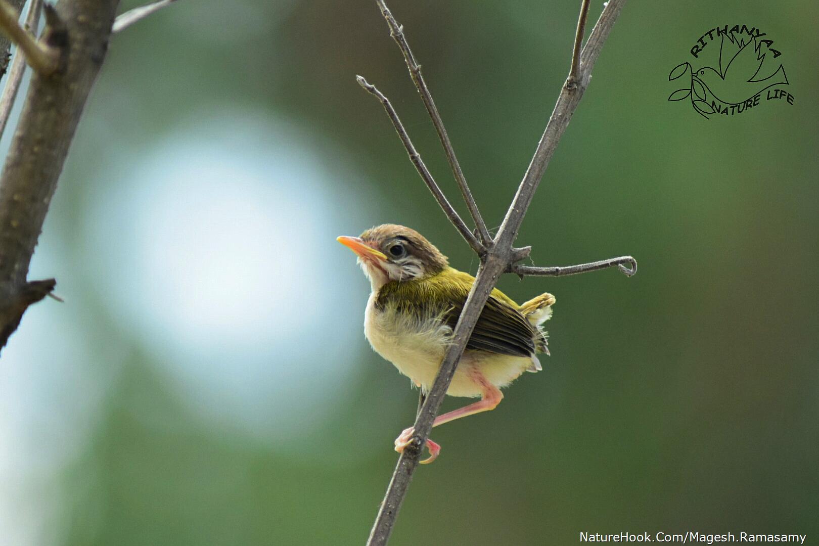 common tailorbird Ju