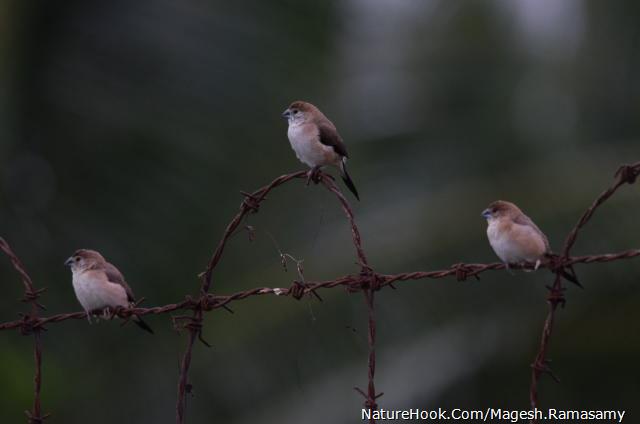 Indian silverbill