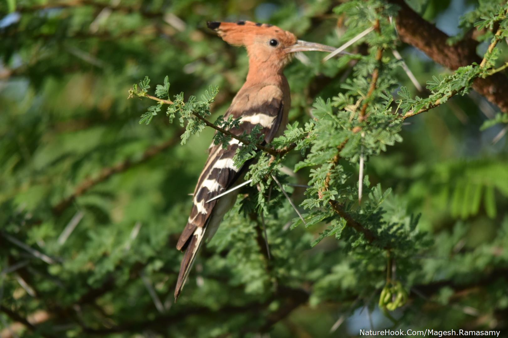 Common hoopoe