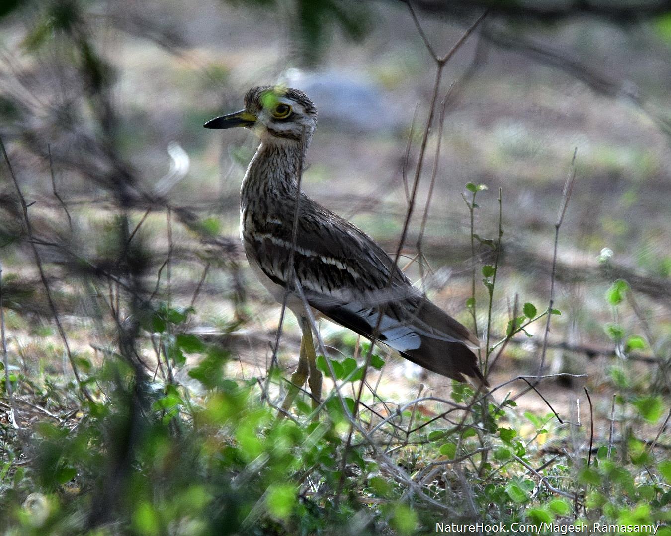 Indian thick knee