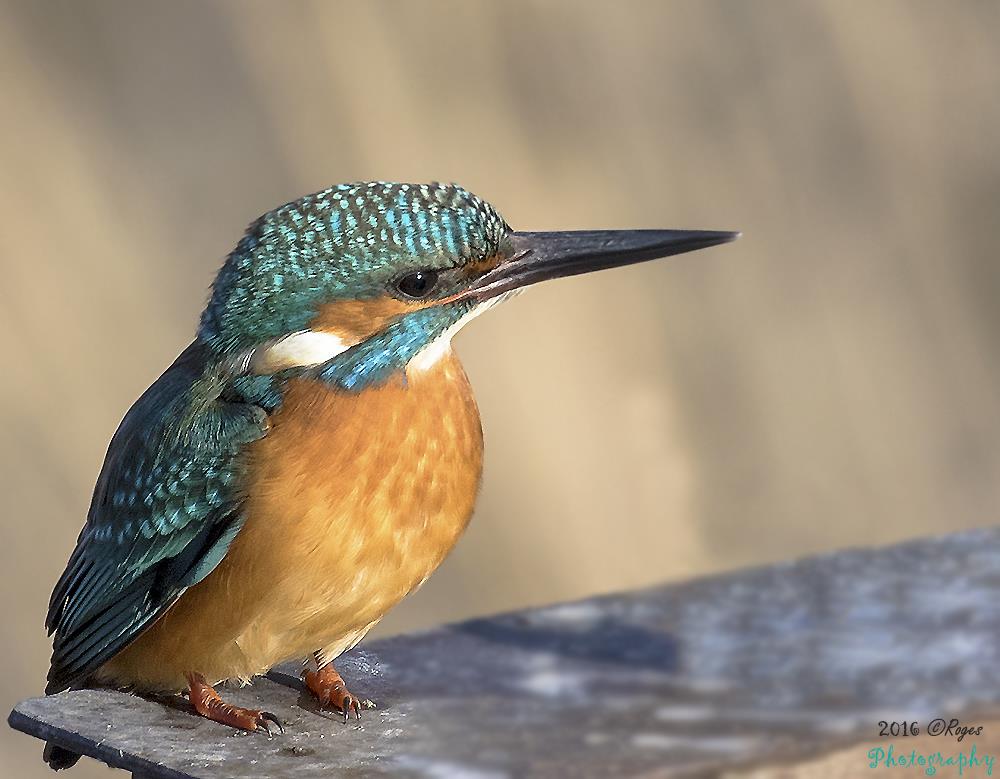 Common kingfisher