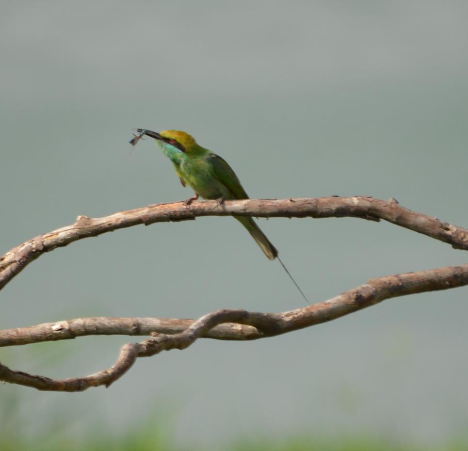 Green bee-eater