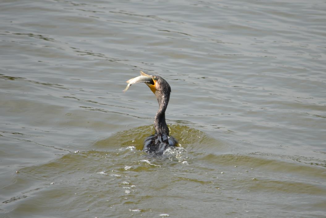 Cormorant