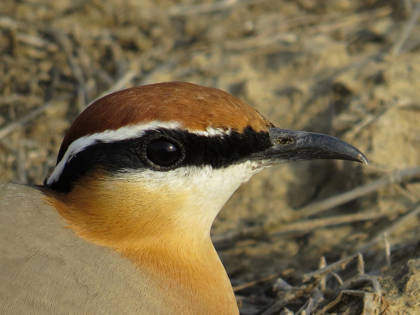 Indian, Courser, Bird