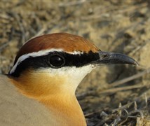 Indian, Courser, Bird