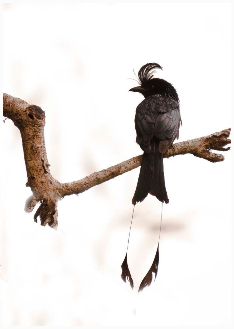 Racket tailed Drongo