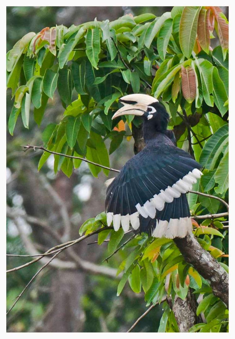 Oriental Pied Hornbill