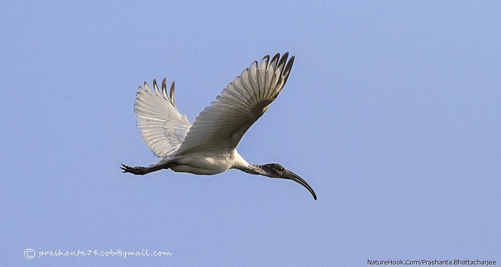 black-headed Ibis