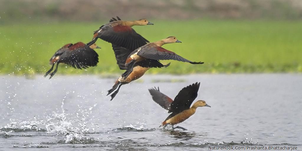 LESSER WHISTLING TEAL