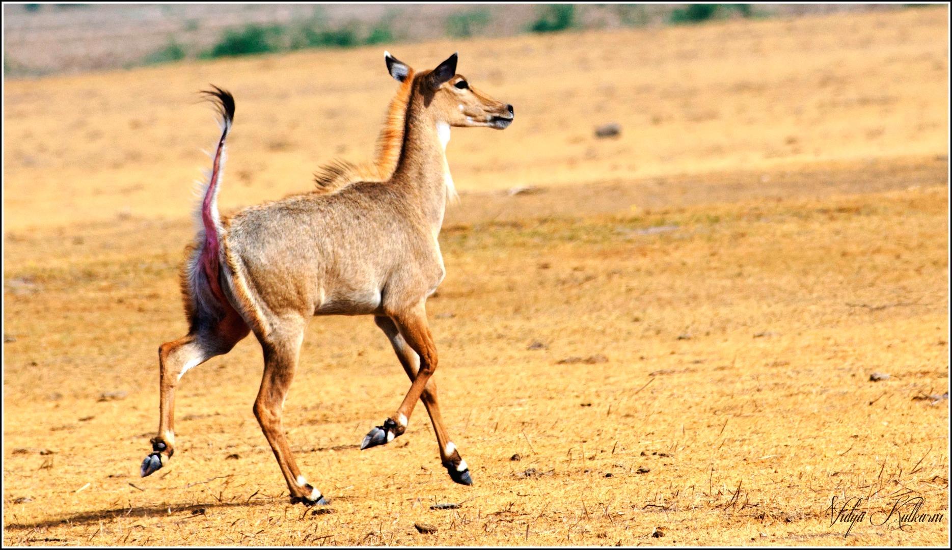 Nilgai female