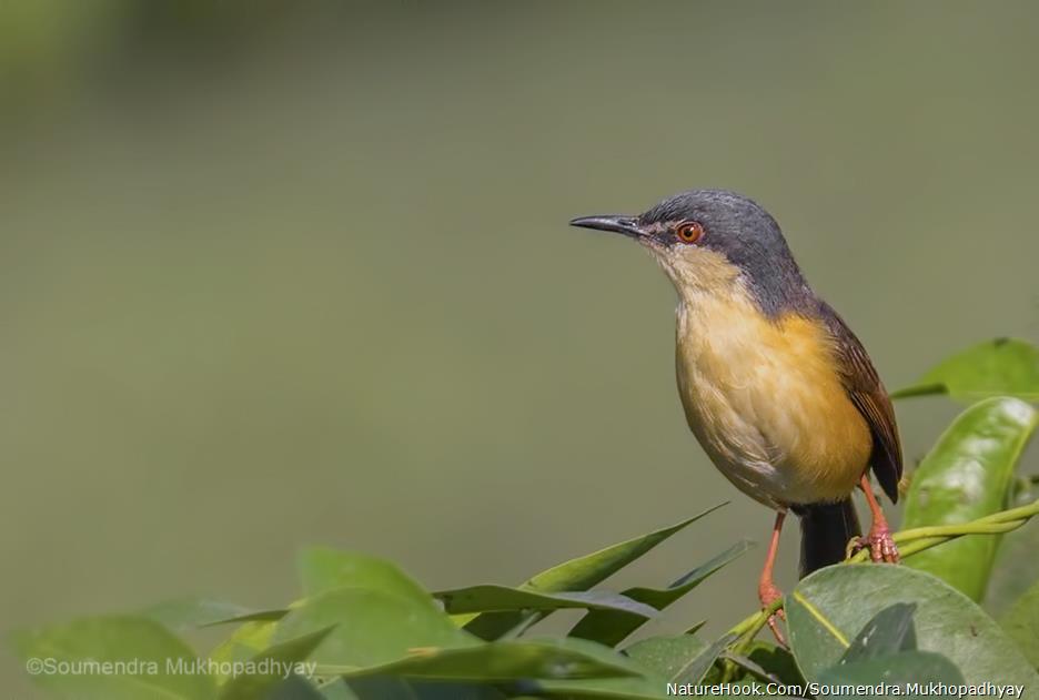 Ashy Prinia