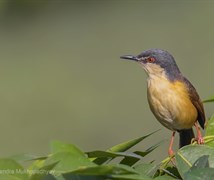 Ashy Prinia