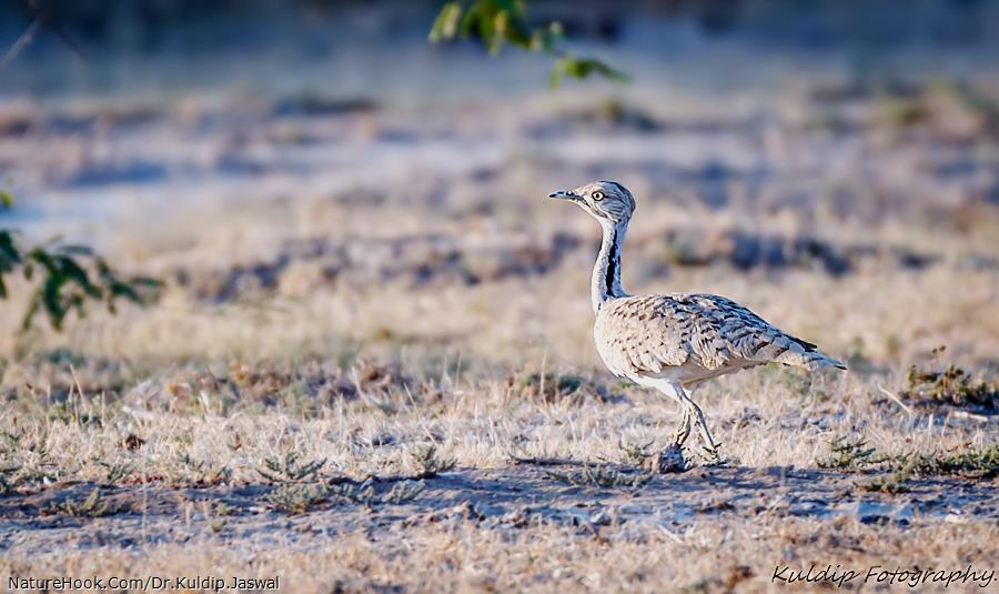 Macqueen's Bustard  (Chlamydot