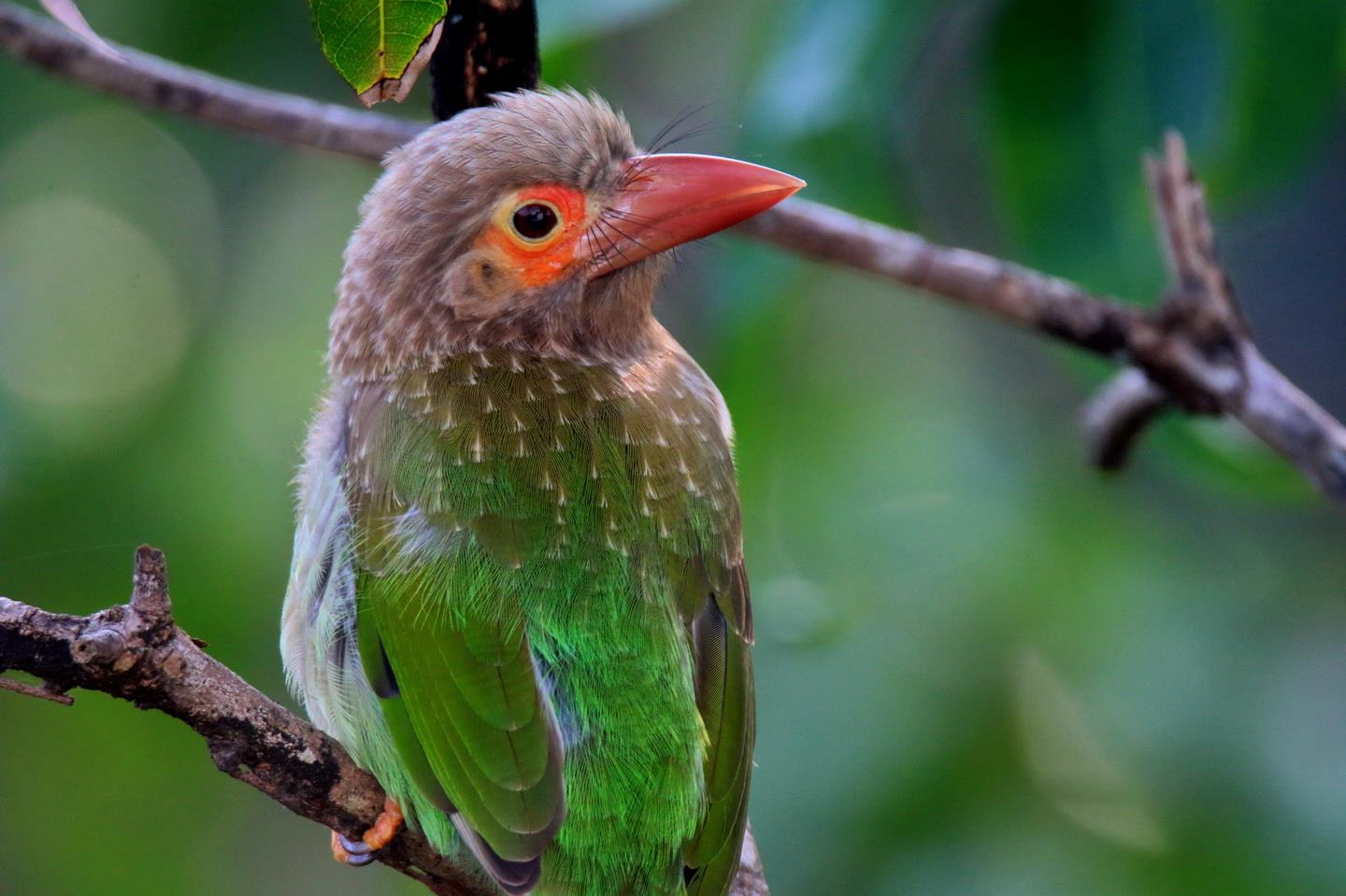 Brown-headed Barbet