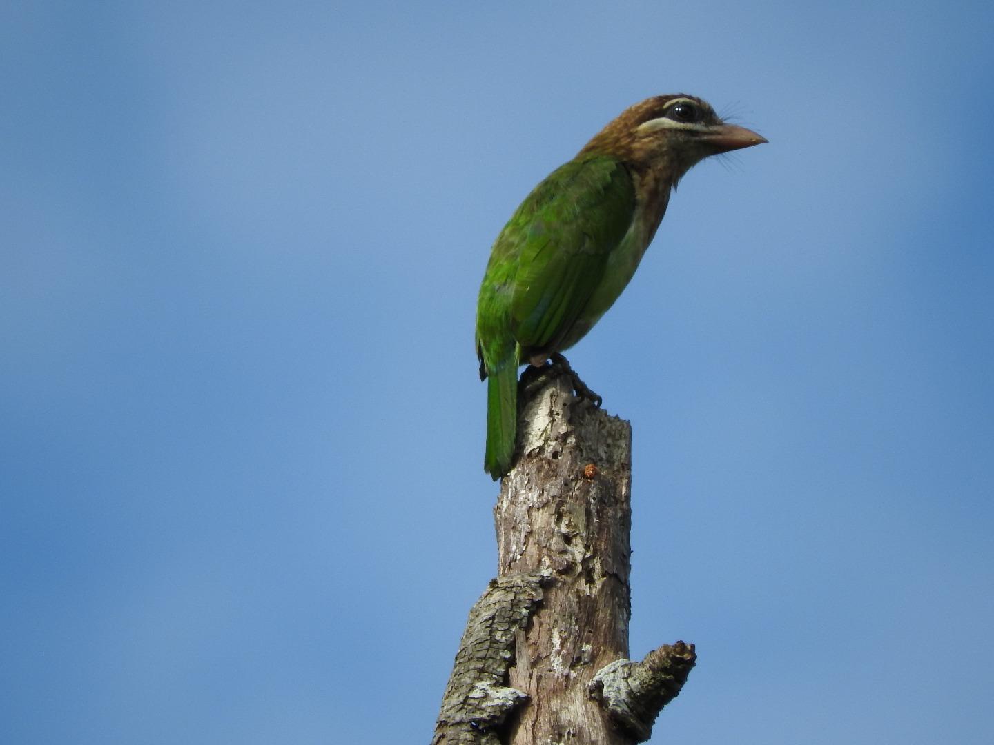 Brown Headed Barbet