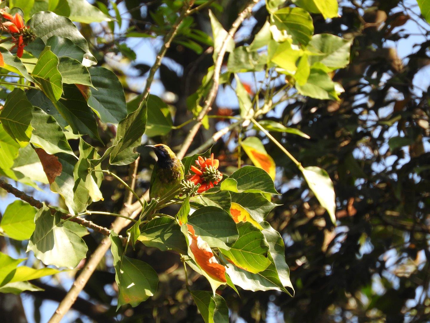 Leafbird